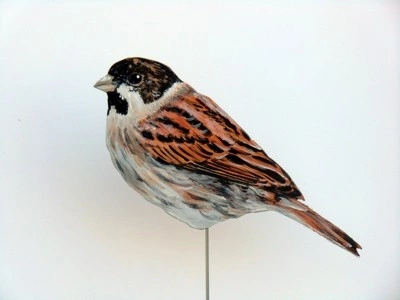Rohrammer 0052-a emberiza schoeniclus