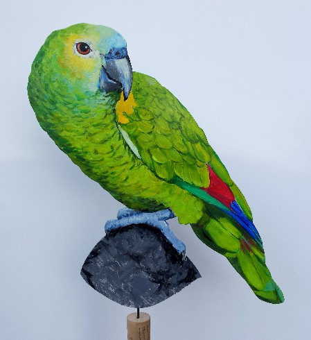 Blaustirnamazone 0152-a amazona aestiva