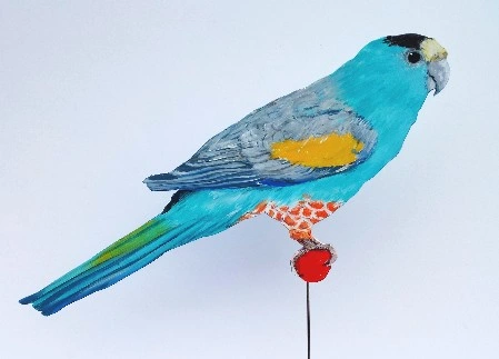 Collettsittich 0352-a psephotus dissimilis