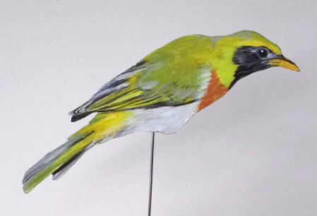 Guiratangare 0530-a hemithraupis guira