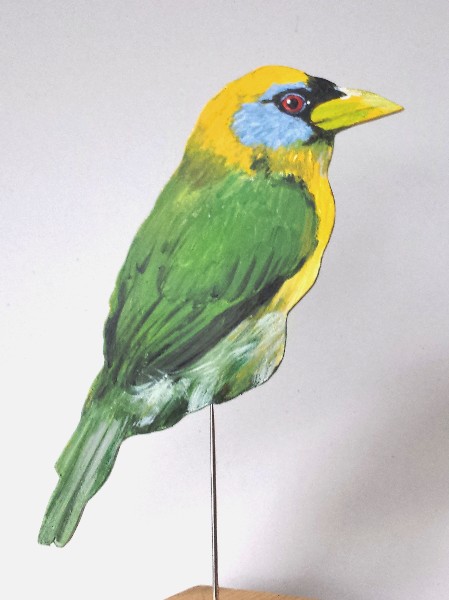 Bartvogel (f)