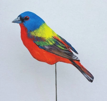 Vielfarbenfink 0370-a passerina versicolor