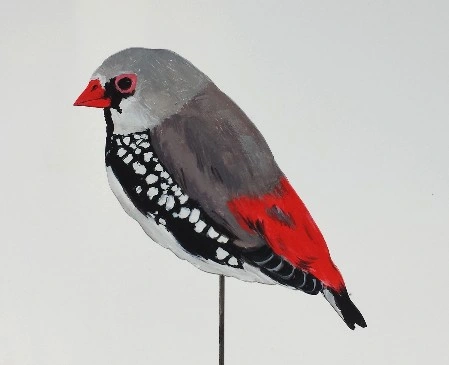 Diamantamadine 0400-a stagonopleura guttata