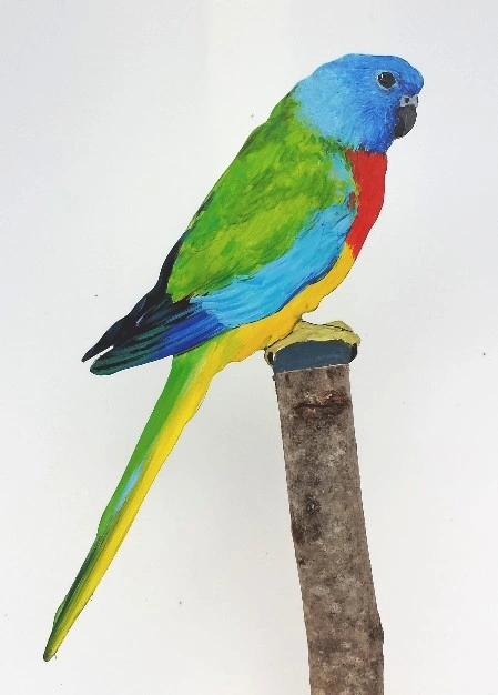 Schönsittich 1188-a neophema elegans