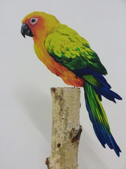 Sonnensittich 0167-a aratinga solstitialis