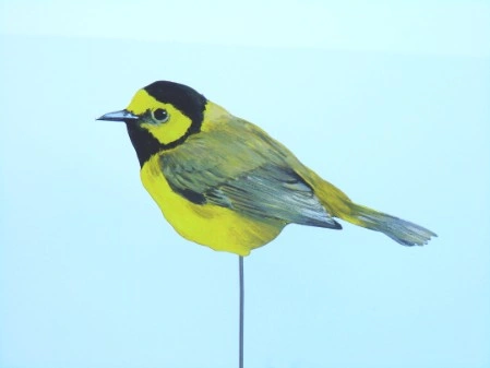 Kapuzenwaldsaenger 0771-a setophaga citrina