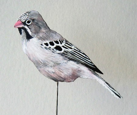 Schnurrbartweber 0881-a Sporopipes squamifrons