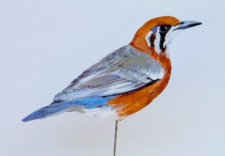 Damadrossel 0901-a Zoothera_citrina_cyanotus