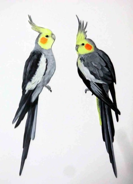 Nymphensittich nymphicus hollandicus
